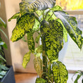 Indlæs billede i gallerivisning, Second Hand Dieffenbachia 120 cm – Tropisk Plante til Hjem og Erhverv i Århus
