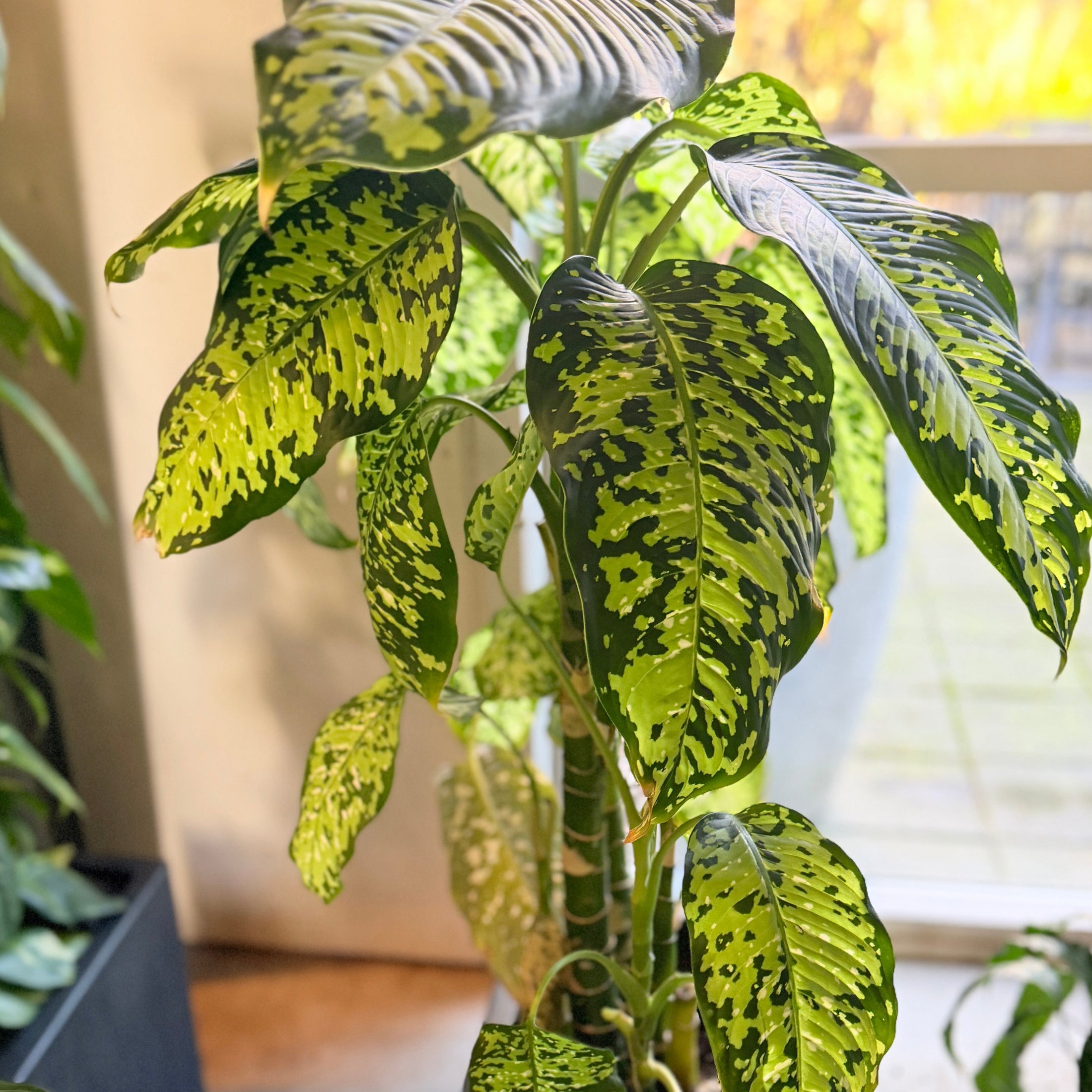 Second Hand Dieffenbachia 120 cm – Tropisk Plante til Hjem og Erhverv i Århus