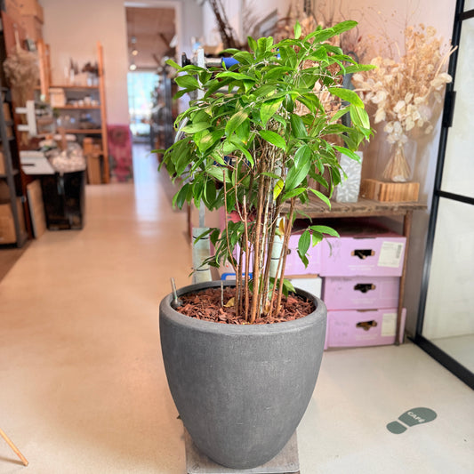 Second Hand Drageblomst 120 cm – Bæredygtig Genbrugsplante i Cementkrukke