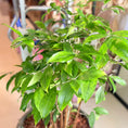 Indlæs billede i gallerivisning, Second Hand Drageblomst 120 cm – Bæredygtig Genbrugsplante i Cementkrukke
