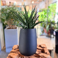 Indlæs billede i gallerivisning, Second Hand Sansevieria 40 cm – Svigermors Tunge til Hjem og Kontor i Århus
