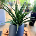 Indlæs billede i gallerivisning, Second Hand Sansevieria 40 cm – Svigermors Tunge til Hjem og Kontor i Århus
