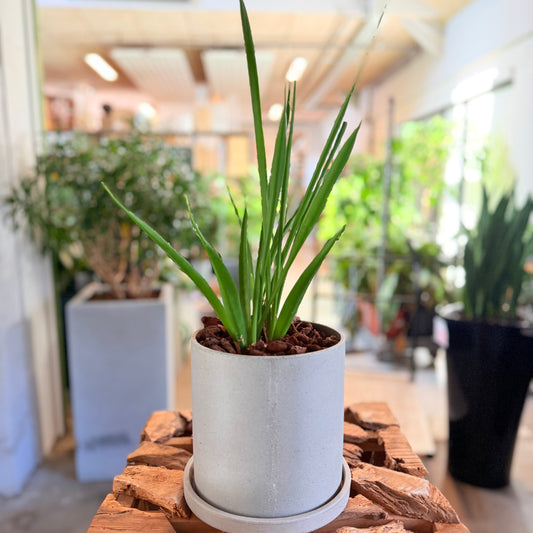 Second Hand Aloe Vera 35 cm – Sukkulent til Hjem og Kontor i Århus