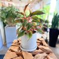 Indlæs billede i gallerivisning, Second Hand Rød Aglaonema 30 cm – Farverig Plante til Hjem og Kontor i Århus
