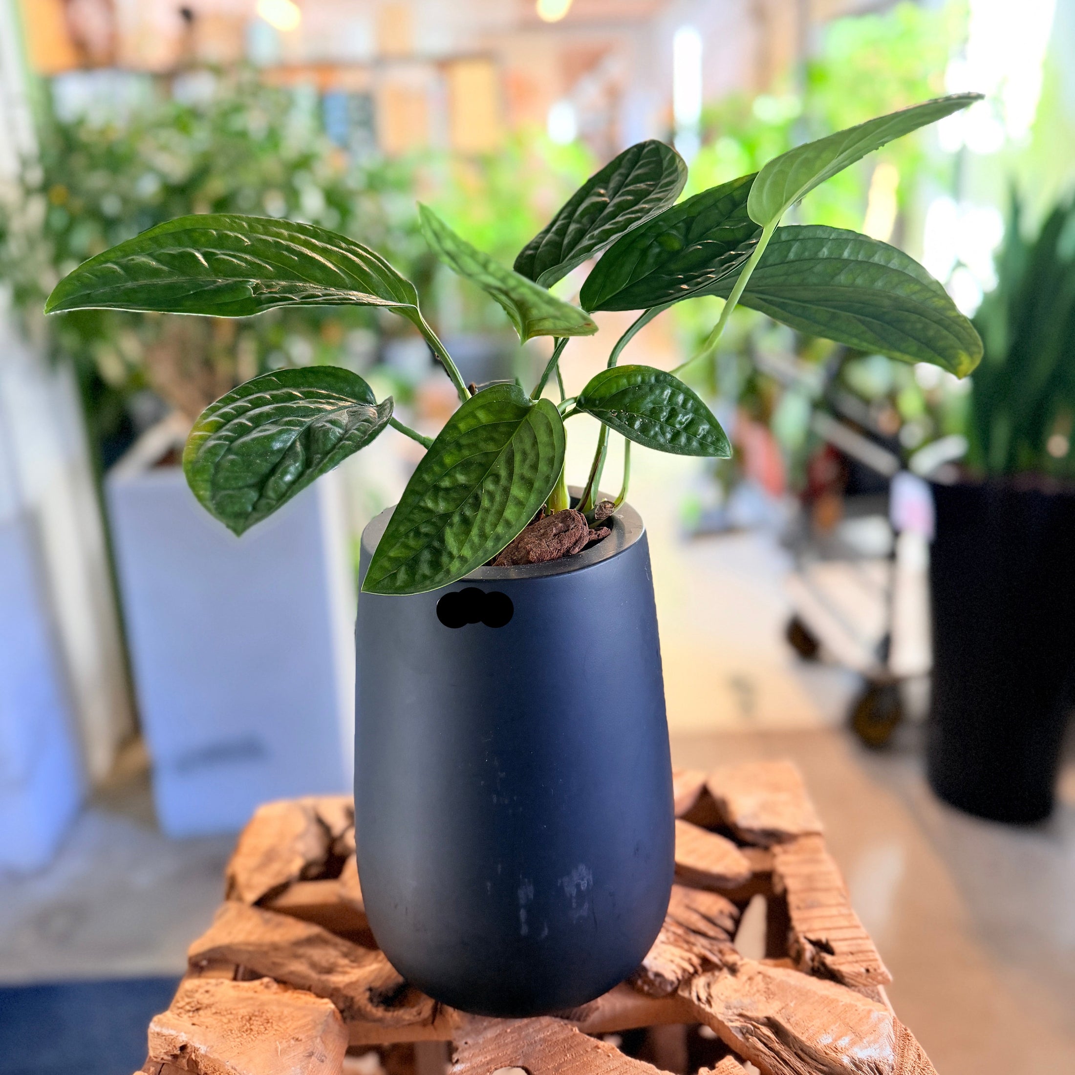 Second Hand Monstera Peru 35 cm – Unik Plante til Hjem og Kontor i Århus