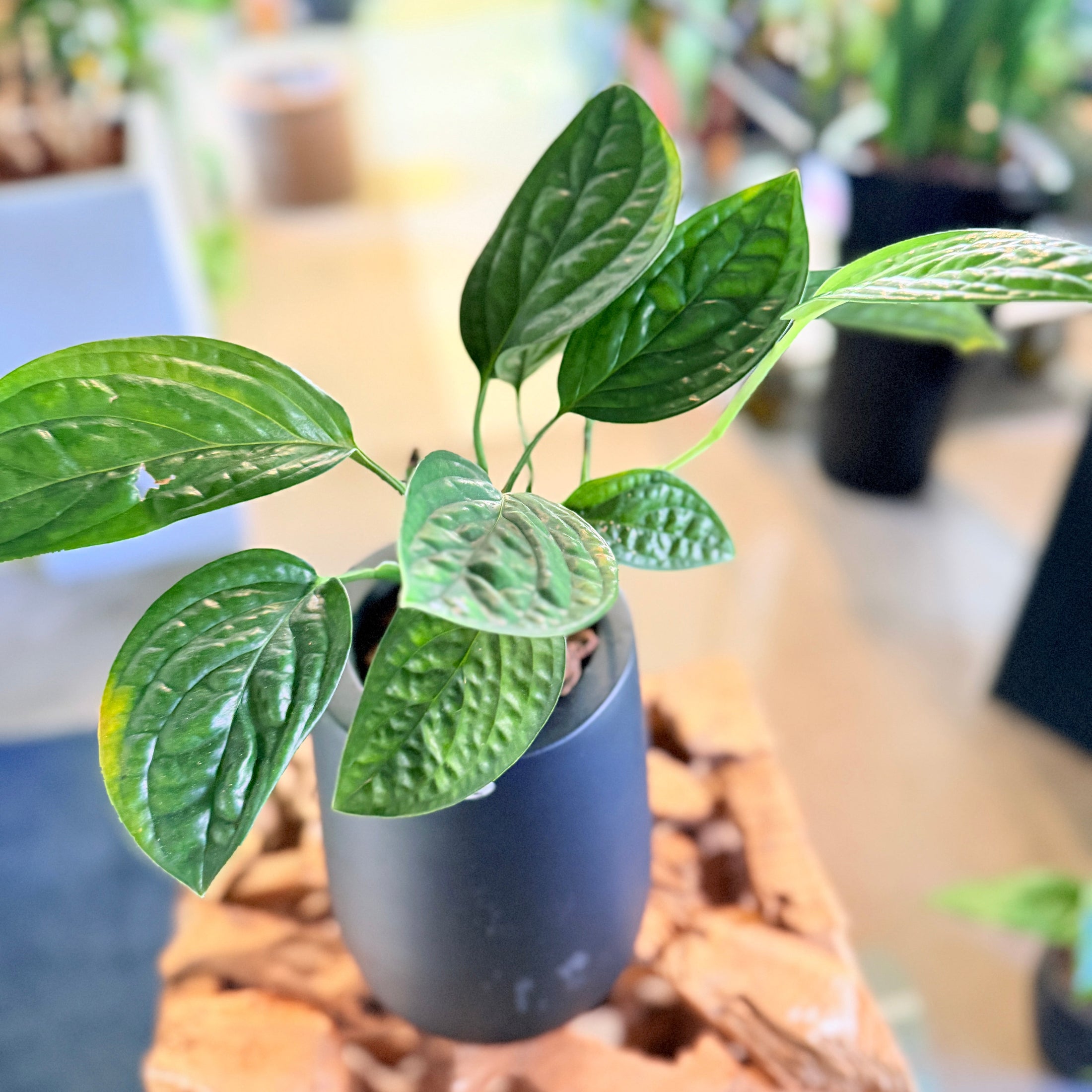 Second Hand Monstera Peru 35 cm – Unik Plante til Hjem og Kontor i Århus