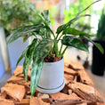 Indlæs billede i gallerivisning, Second Hand Sølvgrøn Aglaonema 35 cm – Elegant Plante til Hjem og Kontor i Århus
