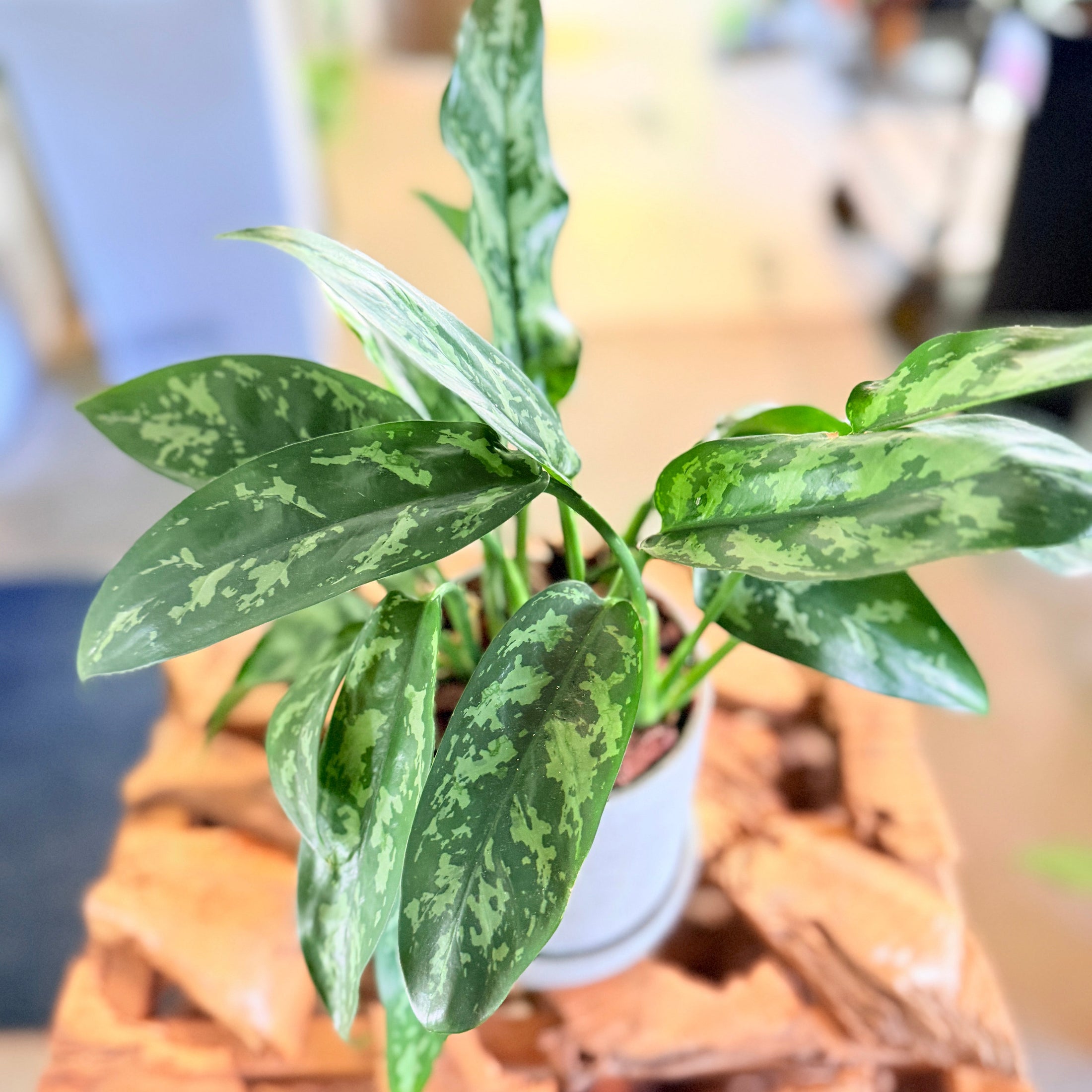 Second Hand Sølvgrøn Aglaonema 35 cm – Elegant Plante til Hjem og Kontor i Århus