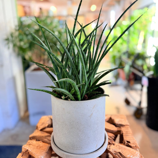 Second Hand Sansevieria Cylindrica 40 cm – Grafisk Plante til Hjem og Kontor i Århus