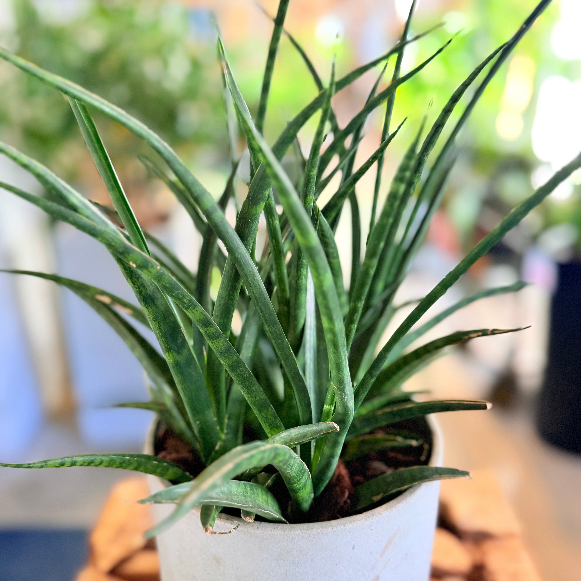 Second Hand Sansevieria Cylindrica 40 cm – Grafisk Plante til Hjem og Kontor i Århus