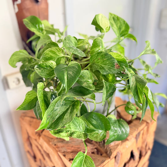 Second Hand Guldpotos 30 cm – Nem Plante til Hjem og Kontor i Århus