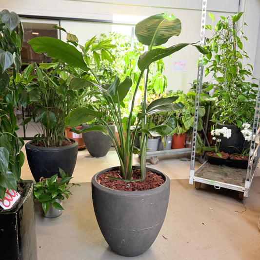 Second Hand Paradisfuglplante 160 cm – Strelitzia til Hjem og Erhverv i Århus