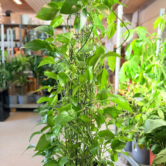 Second Hand Guldpotos 180 cm – Grøn Væg til Hjem og Erhverv i Århus