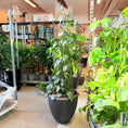 Indlæs billede i gallerivisning, Second Hand Sølvranke 180 cm – Scindapsus til Hjem og Erhverv i Århus
