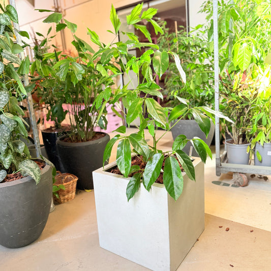 Second Hand Paraplyplante 120 cm – Schefflera til Hjem og Erhverv i Århus