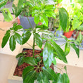 Indlæs billede i gallerivisning, Second Hand Paraplyplante 120 cm – Schefflera til Hjem og Erhverv i Århus
