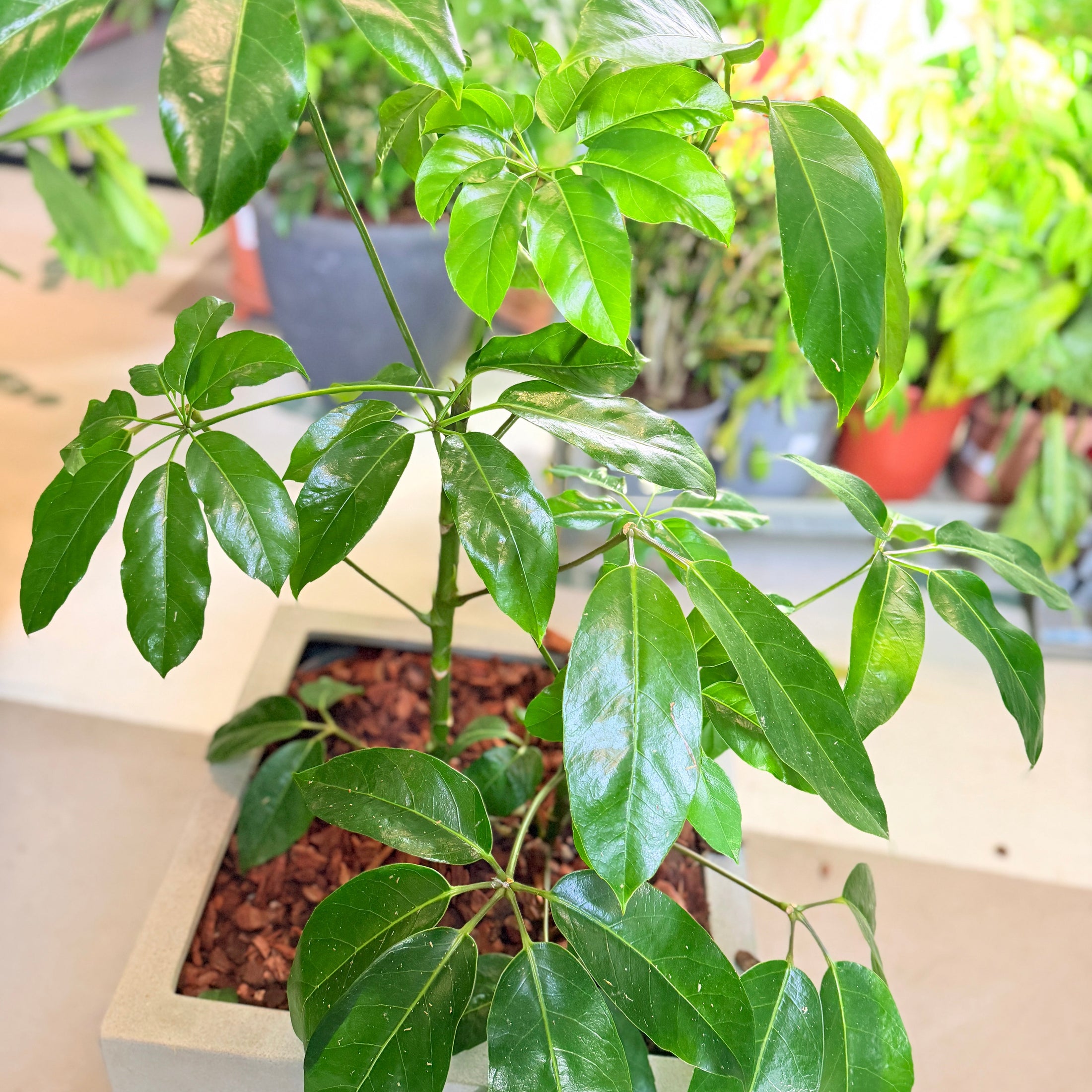 Second Hand Paraplyplante 120 cm – Schefflera til Hjem og Erhverv i Århus