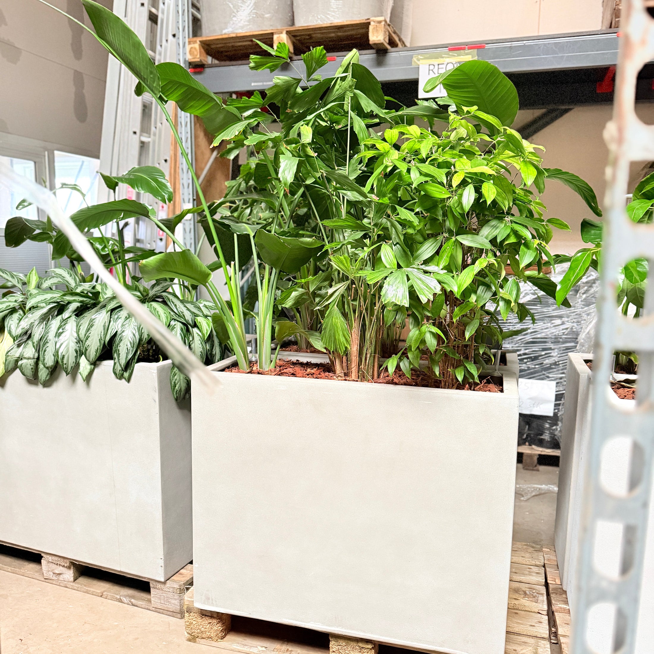 Second Hand Plantekumme – Grønne Planter til Erhverv i Århus