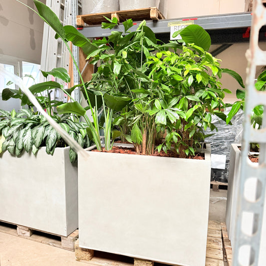 Second Hand Plantekumme – Grønne Planter til Erhverv i Århus