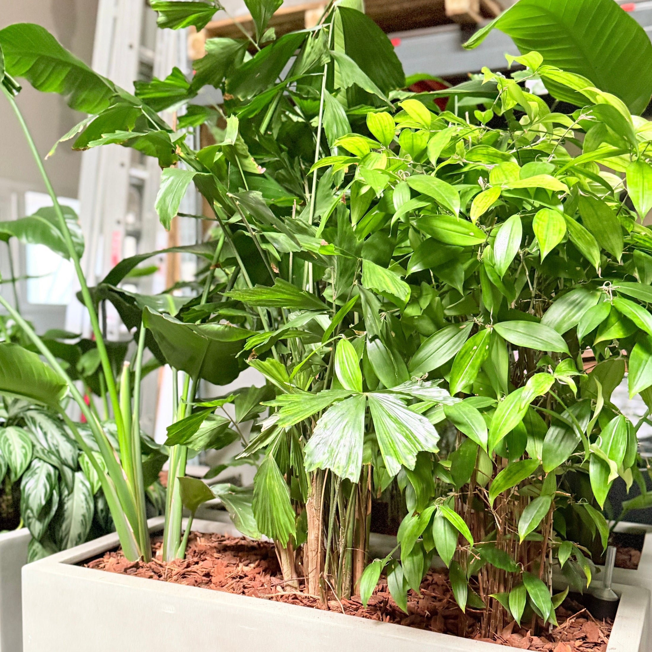 Second Hand Plantekumme – Grønne Planter til Erhverv i Århus