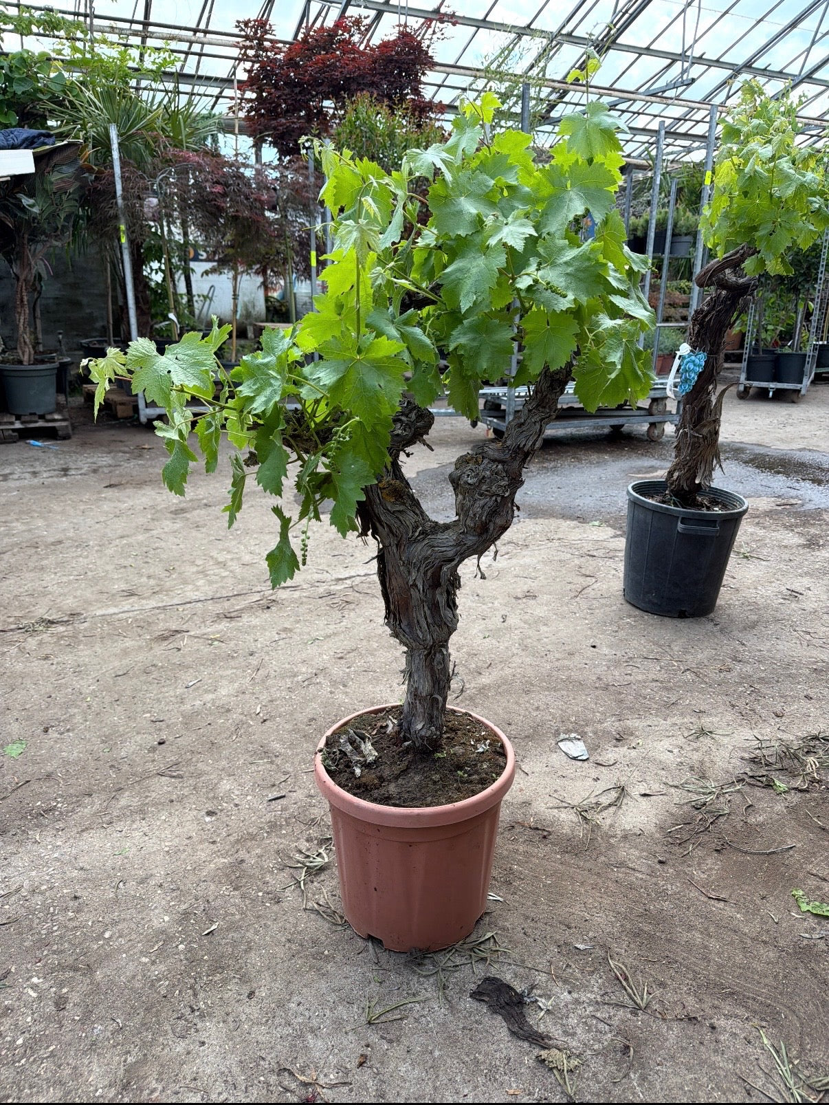 Vin ca 130 cn