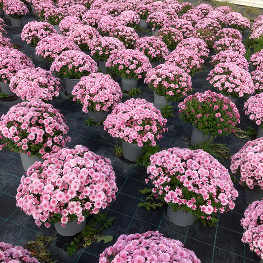 Chrysantemum – store kugleformede efterårsblomster i valgfri farve