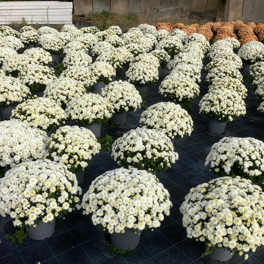 Chrysantemum – store kugleformede efterårsblomster i valgfri farve