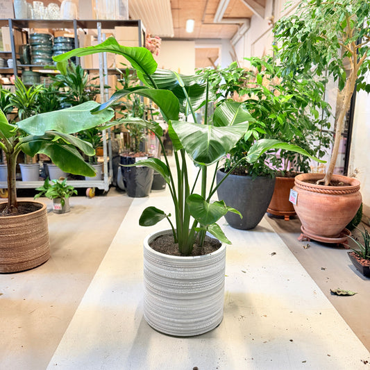 Second Hand Paradisfuglplante – Strelitzia Nicolai 125 cm i Genbrugskrukke