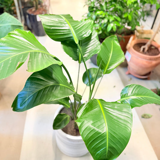 Second Hand Paradisfuglplante – Strelitzia Nicolai 125 cm i Genbrugskrukke