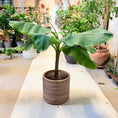 Indlæs billede i gallerivisning, Second Hand Bananplante – Musa 110 cm i Genbrugskrukke
