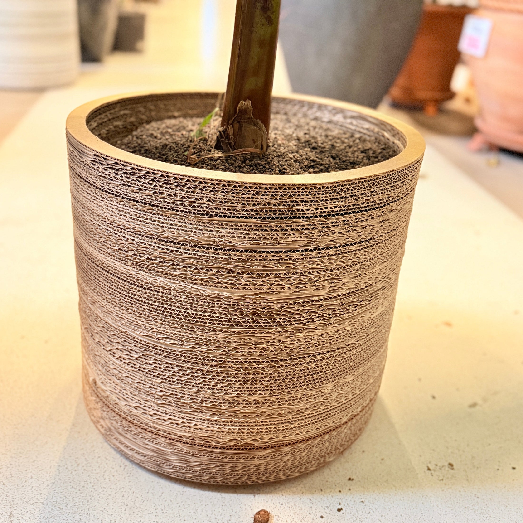 Second Hand Bananplante – Musa 110 cm i Genbrugskrukke