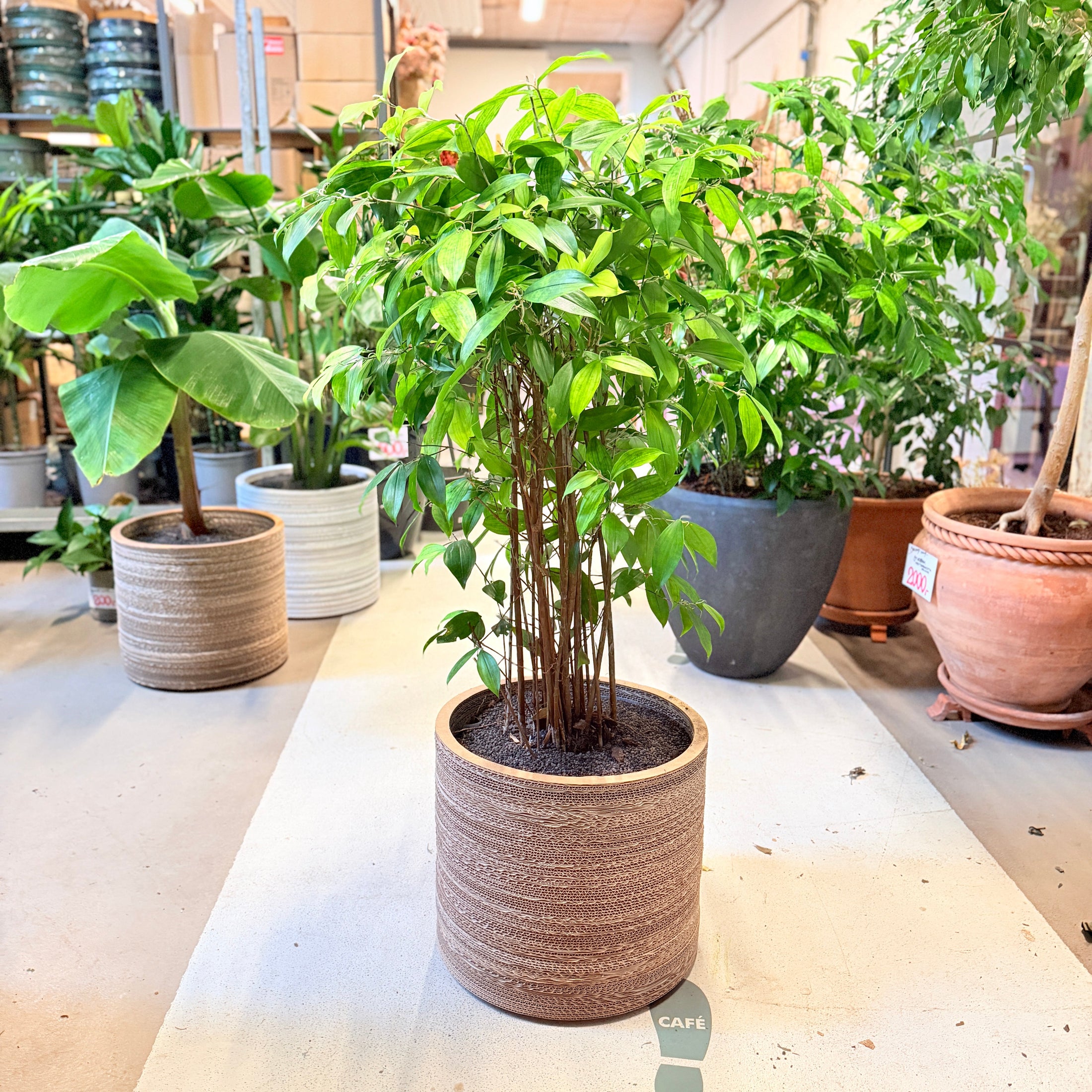 Second Hand Stuebambus – Dracaena Surculosa 130 cm i Genbrugskrukke