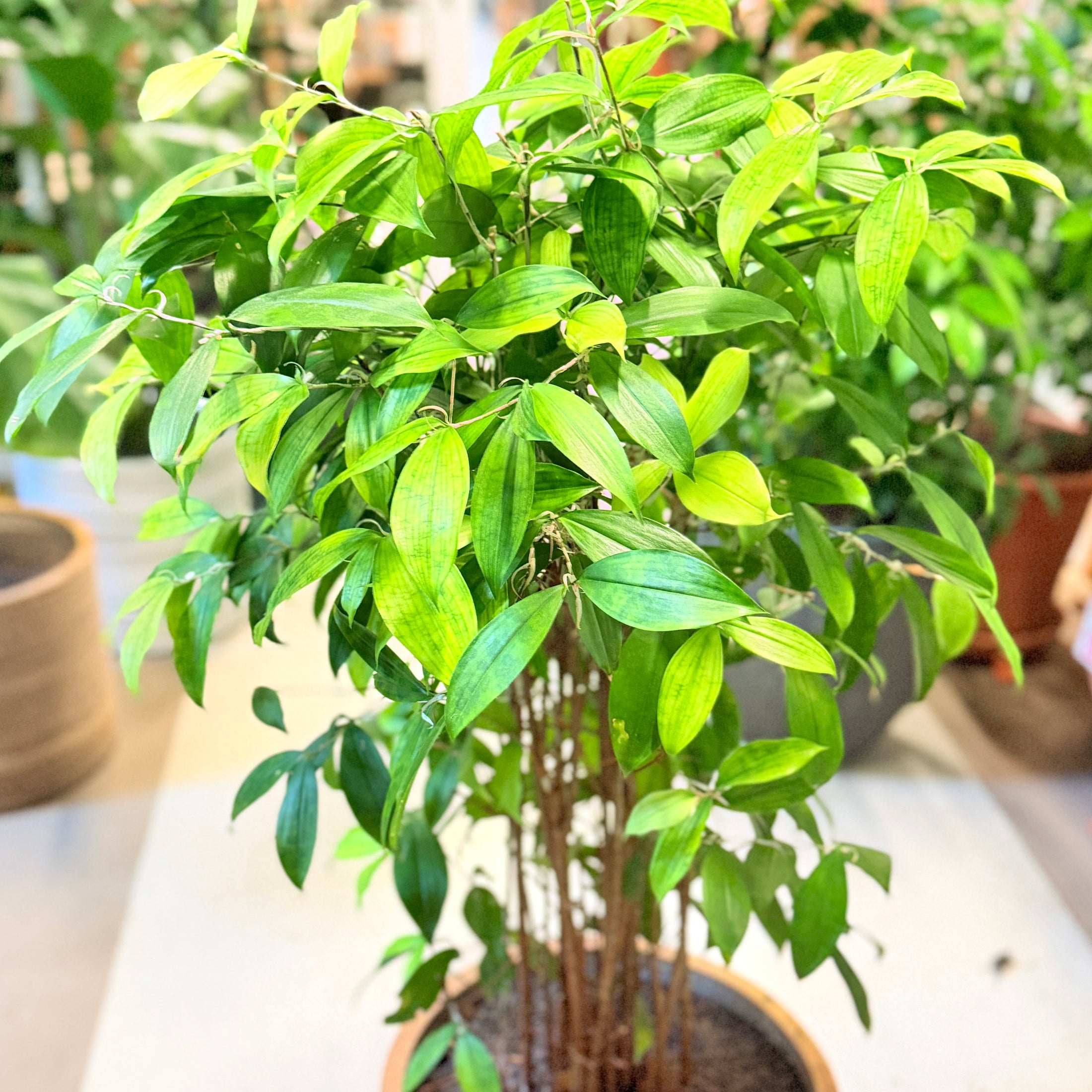 Second Hand Stuebambus – Dracaena Surculosa 130 cm i Genbrugskrukke