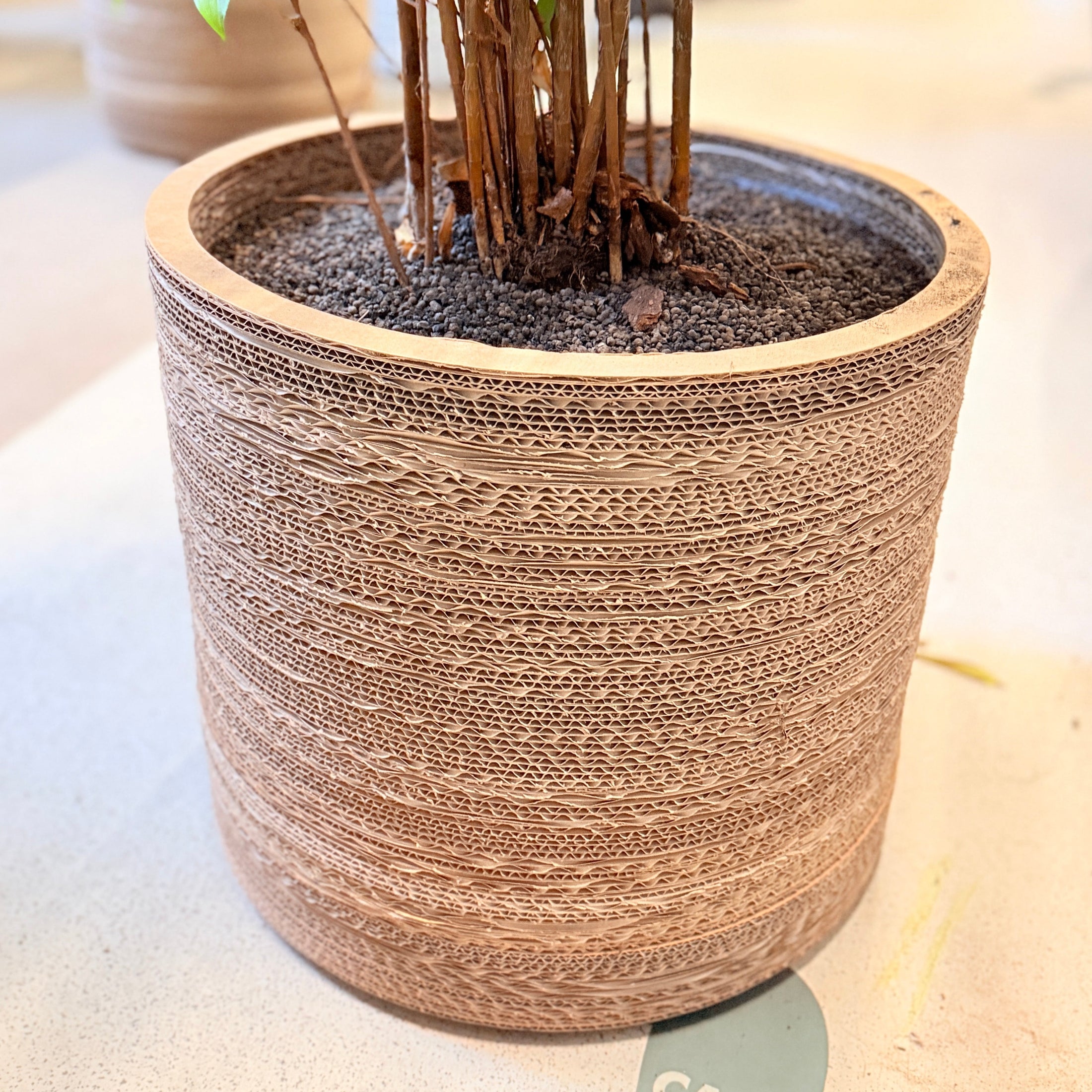 Second Hand Stuebambus – Dracaena Surculosa 130 cm i Genbrugskrukke