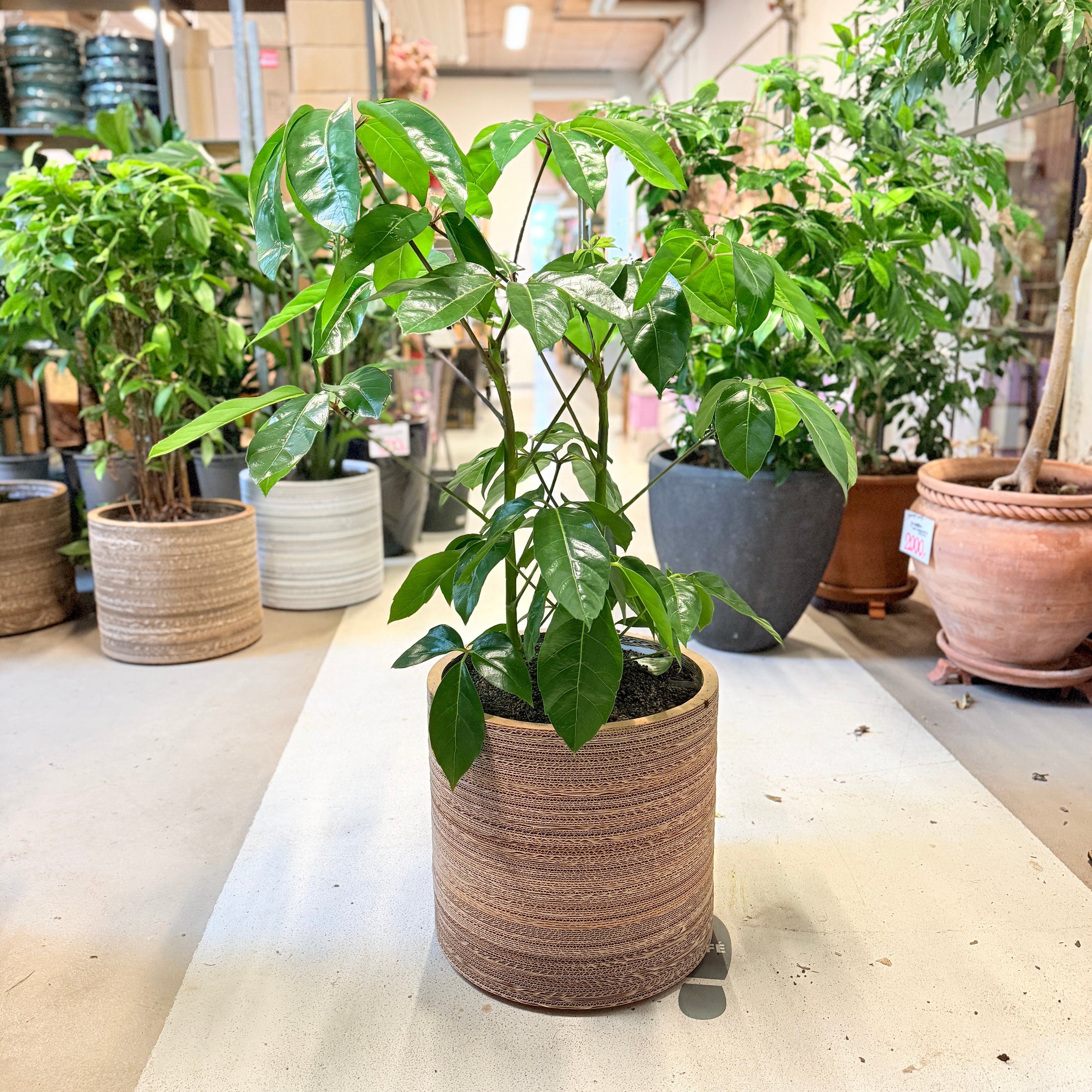 Second Hand Paraplyplante – Schefflera Arboricola 120 cm i Genbrugskrukke