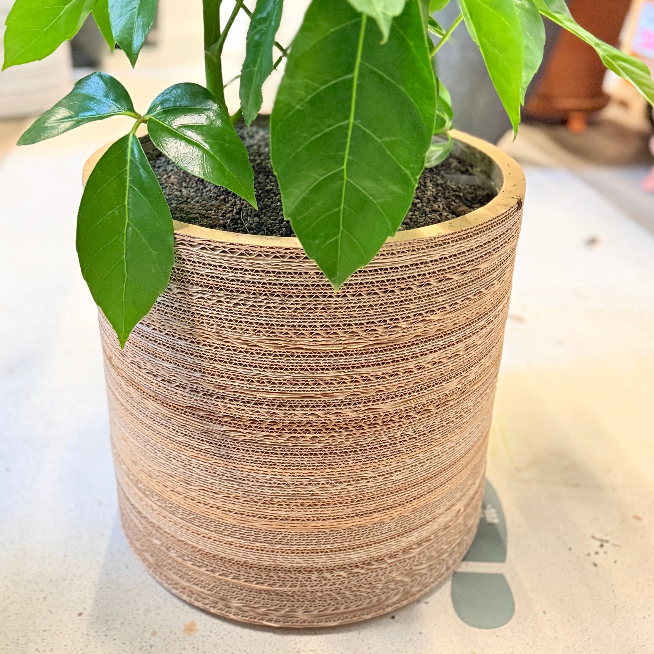 Second Hand Paraplyplante – Schefflera Arboricola 120 cm i Genbrugskrukke