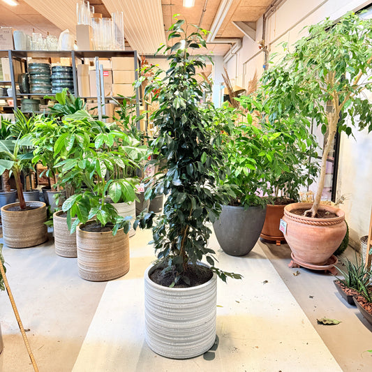 Second Hand Benjamins Figen – Ficus Benjamina 170 cm i Genbrugskrukke