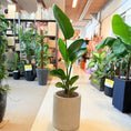Indlæs billede i gallerivisning, Strelitzia nicolai (Hvid paradisfugl / Bananpalme) – 140 cm høj Second Hand plante i cementkrukke
