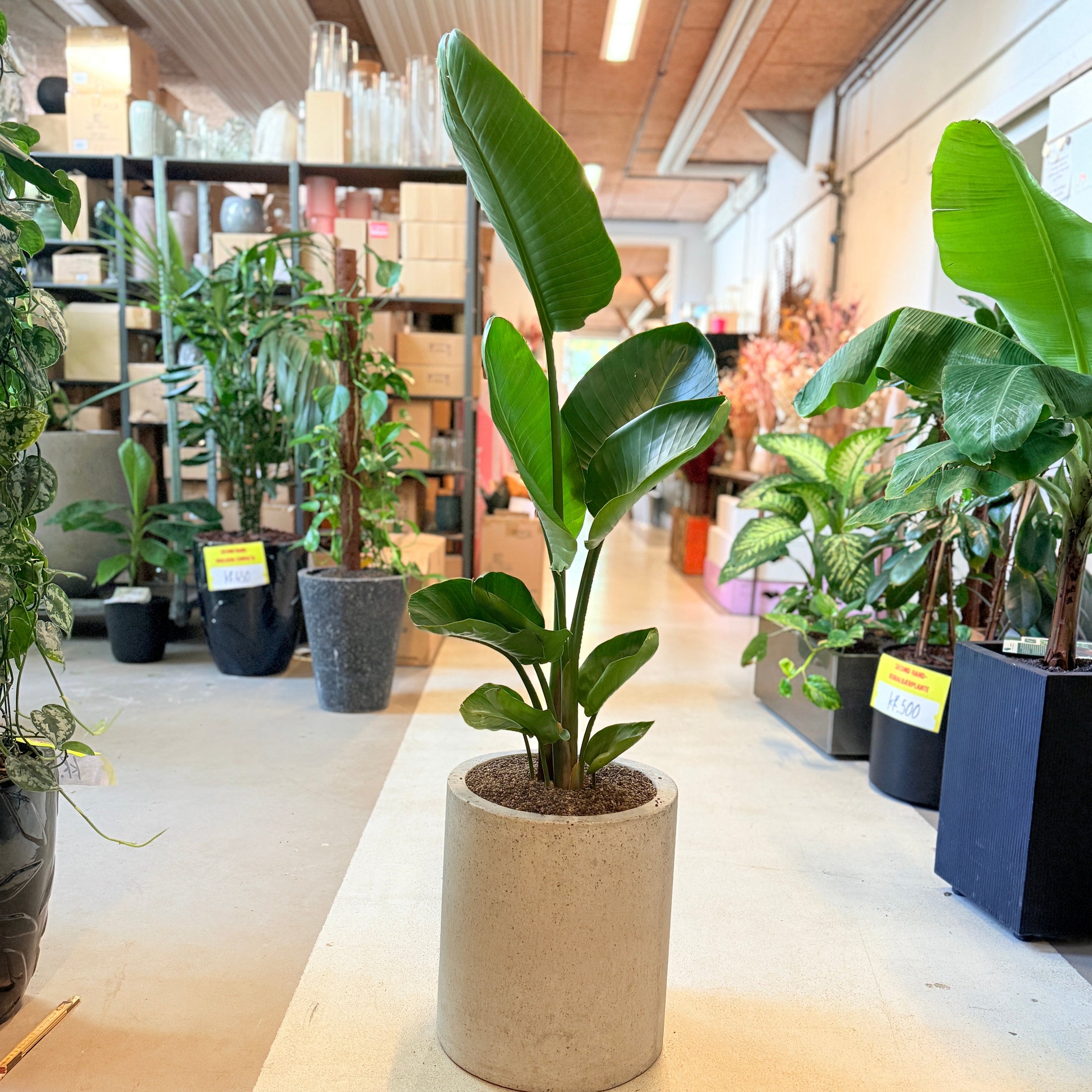 Strelitzia nicolai (Hvid paradisfugl / Bananpalme) – 140 cm høj Second Hand plante i cementkrukke