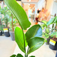 Indlæs billede i gallerivisning, Strelitzia nicolai (Hvid paradisfugl / Bananpalme) – 140 cm høj Second Hand plante i cementkrukke
