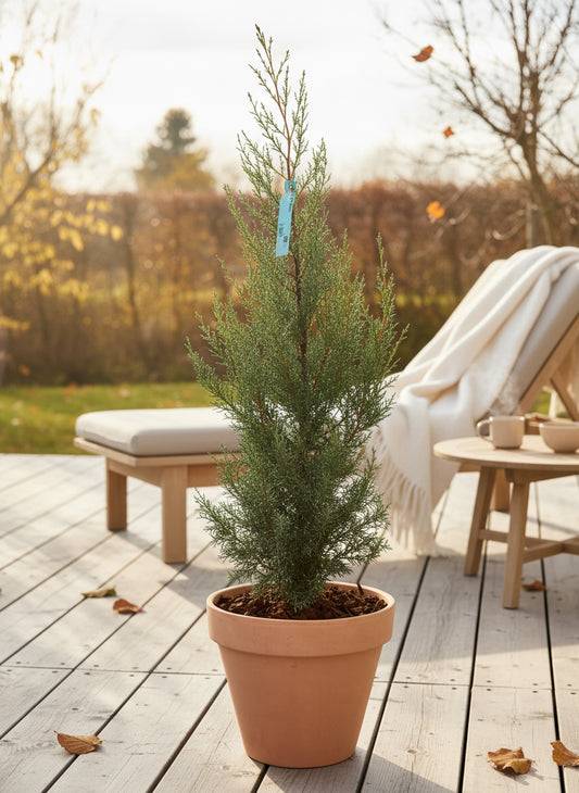 Arizona-cypres (Cupressus arizonica) – 100 cm høj i lerkrukke
