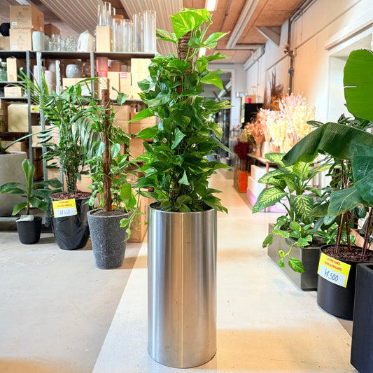 Epipremnum aureum (Guldranke / Pothos) – 170 cm høj Second Hand plante i sølvkrukke