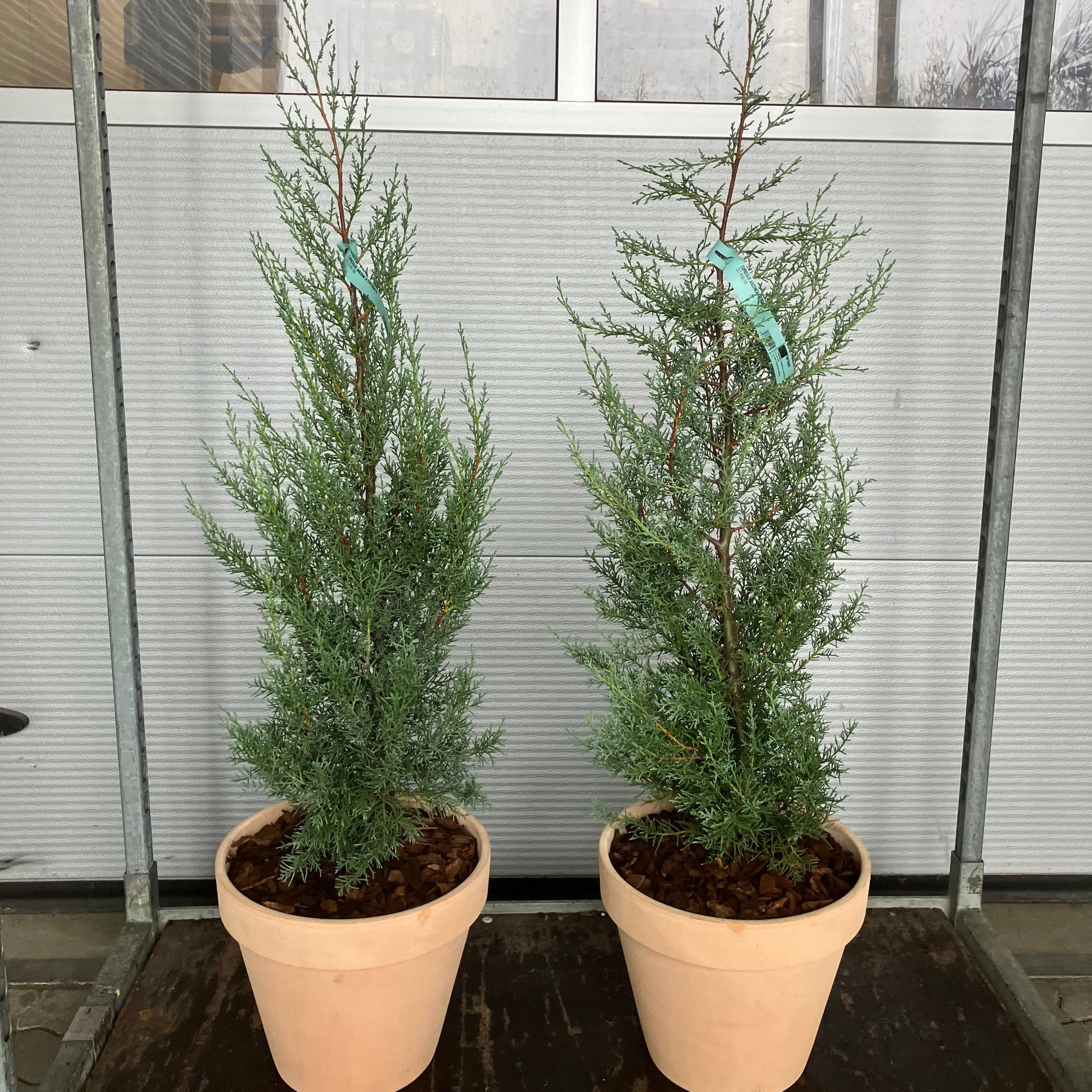 Arizona-cypres (Cupressus arizonica) – 100 cm høj i lerkrukke