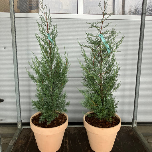 Arizona-cypres (Cupressus arizonica) – 100 cm høj i lerkrukke