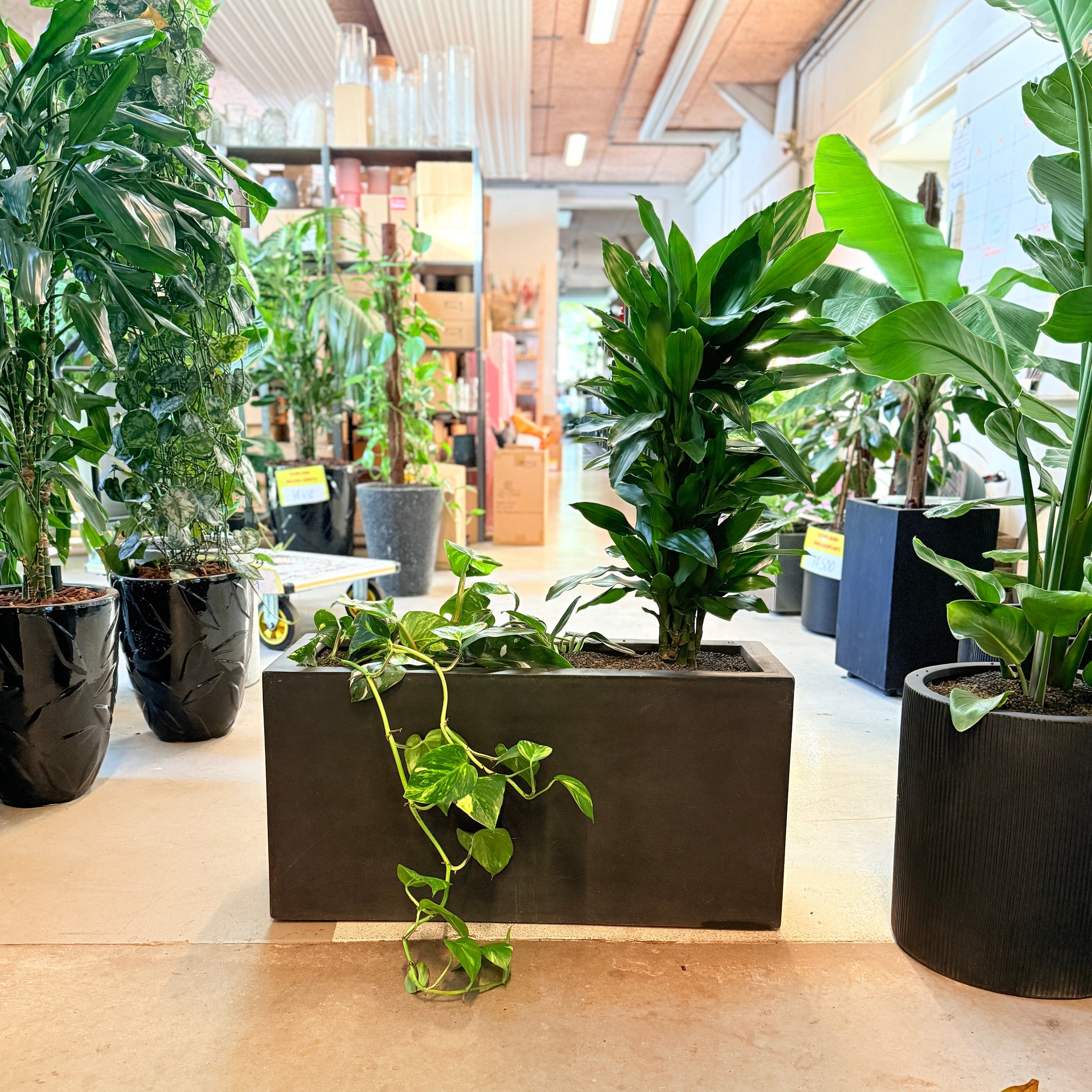 Dracaena fragrans og Epipremnum aureum – 110 cm høj plantekombination i sort krukke