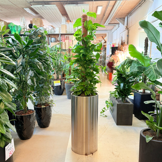 Epipremnum aureum (Guldranke / Pothos) – 170 cm høj Second Hand plante i sølvkrukke