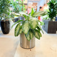 Indlæs billede i gallerivisning, Aglaonema ‘Silver Bay’ – 55 cm høj Second Hand plante i sølvkrukke
