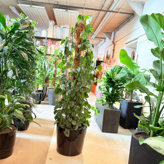 Sølvranke (Scindapsus pictus) – 160 cm høj Second Hand plante i sort krukke