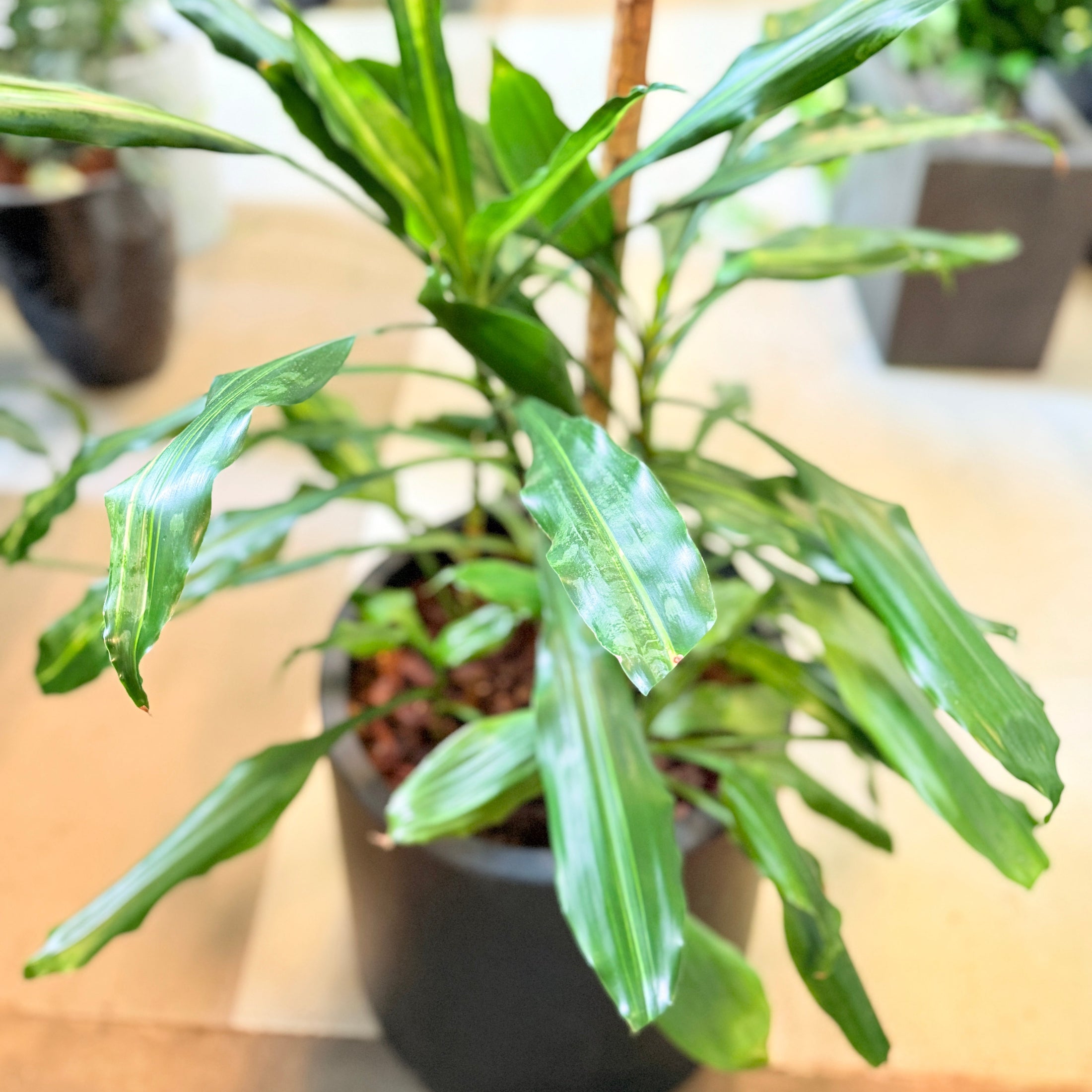 Dracæna (Dracaena fragrans ‘Compacta’) – 150 cm høj Second Hand plante i sort krukke