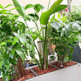 Indlæs billede i gallerivisning, Planteopsætning – Second Hand Genbrugsplanter 200 cm i Plantekasse
